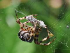 Araneus diadematus